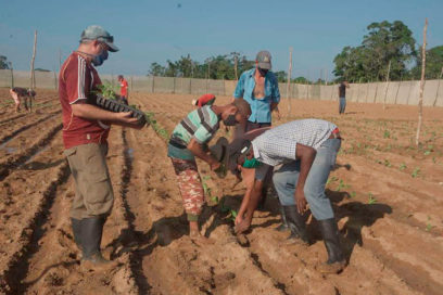 Iniciaron siembras los vegueros de Pinar del Río (+ Fotos)