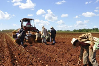 Comienza la siembra de papa este fin de semana