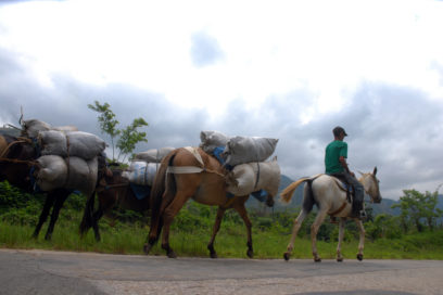 Cienfuegos: los granos rojos matizan el lomerío