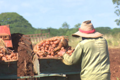 Inversiones favorecen siembra de papas en Matanzas