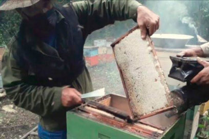 Apicultores matanceros sobrecumplen producción de miel