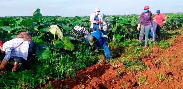 Sindicalistas y trabajadores avileños priorizaron las atenciones culturales a plantaciones de malanga en la UEB El Mambí. Foto: Mariela Burgos Márquez