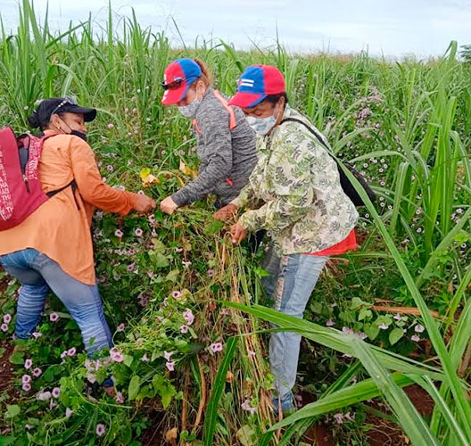 La eliminación de malas hierbas en cañaverales también fue una de las acciones prioritarias. Foto: Cortesía de AlbaLyen Barreras