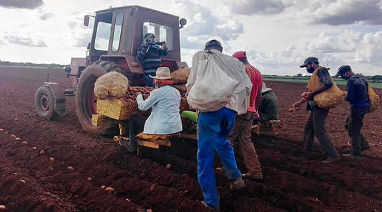 Como parte de la jornada de trabajo voluntario recibió un impulso notable la siembra de papa en la empresa agropecuaria Horquita, de Cienfuegos. Foto: Juan Carlos Dorado