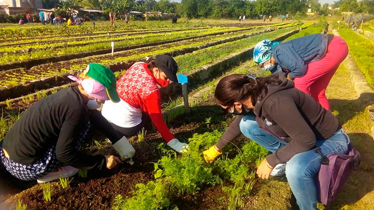La agricultura urbana se benefició con las labores productivas del movimiento sindical. Foto: Yanara Guerrero