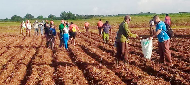 Siembra de yuca en Jagüey Grande. Foto: Yaismeris Vázques