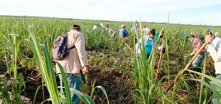 El trabajo voluntario con carácter provincial en Sancti Spíritus se efectuó en la limpieza de 70 hectáreas de caña sembradas en áreas de la UBPC El Majá. Foto: CTC Sancti Spíritus