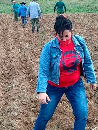 En la comunidad La Guanábana, en el municipio de Fomento el trabajo voluntario se concentró en la siembra de Frijol. Foto: CTC Sancti Spíritus