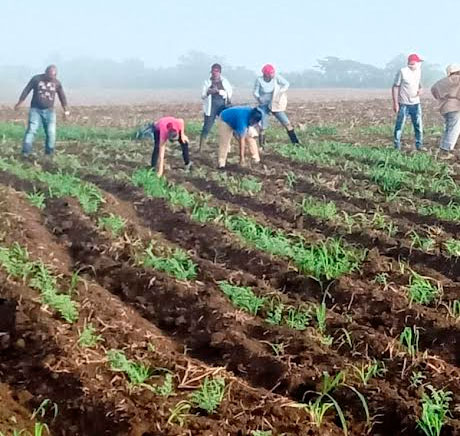 Este domingo se le dio la bienvenida al amanecer en plenas labores agrícolas. Foto: CTC Santiago
