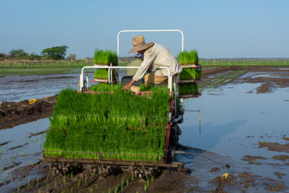 ¿Y el arroz que se nos pierde?