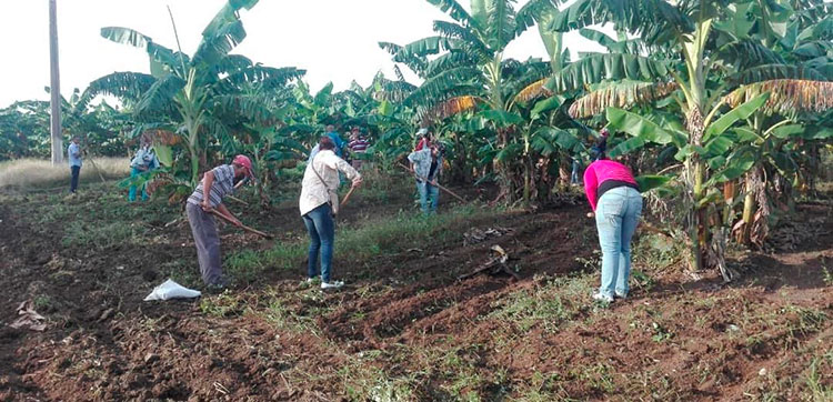 En varias acciones productivas participan los trabajadores agramontinos como parte de la celebración por los 62 años de realizado el primer trabajo voluntario. Foto: Yanet Cornell Morales, funcionaria de la CTC provincial