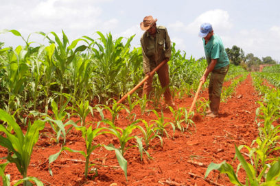 Artemisa con retos y logros en la agricultura (+Fotos)