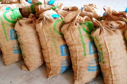 En pilones semillas para la siembra de papa en Isla de la Juventud