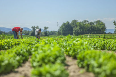 Convoca Raúl Castro a potenciar agricultura urbana en Cuba