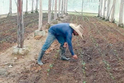 Por los senderos de la diversificación
