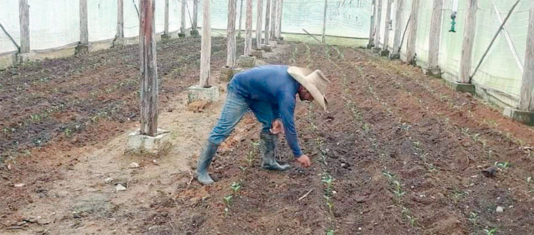Agroforestales espirituanos fomentan la siembra de alimentos en casas rústicas de cultivos. Foto: Cortesía de Edelio Torres