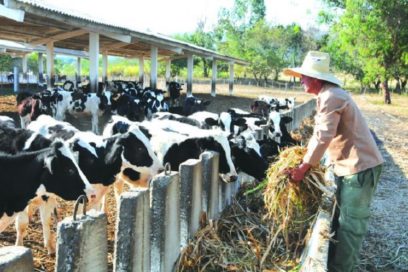 Lograr avances en la ganadería desde nuevas oportunidades