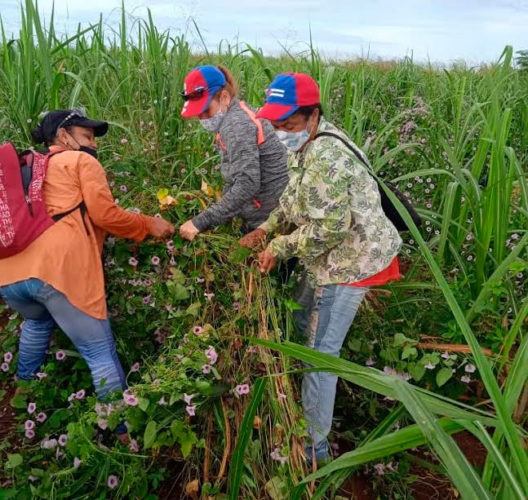 Un ejemplo del gran problema que es la producción de caña. No solo las malas hierbas han necesitado de movilizaciones voluntarias. Foto: CTC Ciro Redondo