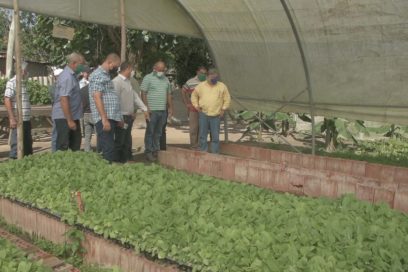 Exigen mayores rendimientos y eficiencia a tabacaleros de Pinar del Río 
