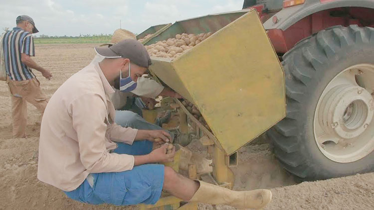 De las 10 hectáreas de papa que sembrará la provincia Pinar del Río con prácticas agroecológicas, cuatro están ubicadas en el polo productivo Hermanos Barcón. Foto: Pedro Paredes Hernández