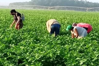 Avileños priorizan producción de alimentos