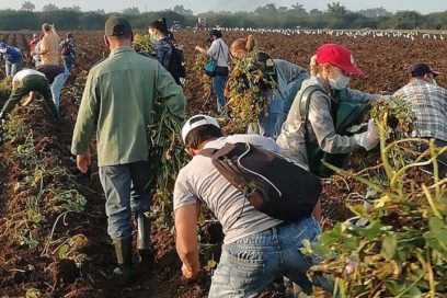 Trabajo voluntario como celebración