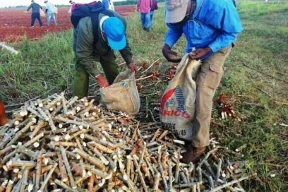 Matanceros honran en el surco cumpleaños 83 de la CTC