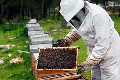 Rompen récord de producción apicultores tuneros