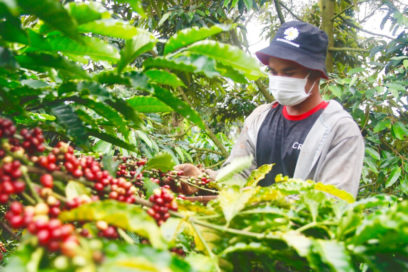 Vietnam se asienta como segundo mayor exportador mundial de café
