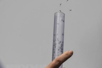 Ensayan técnica del insecto estéril para reducir poblaciones de Aedes aegypti