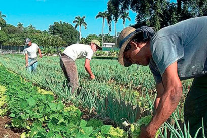 Campaña de frío de cultivos varios: ¡A punto de ser servido!