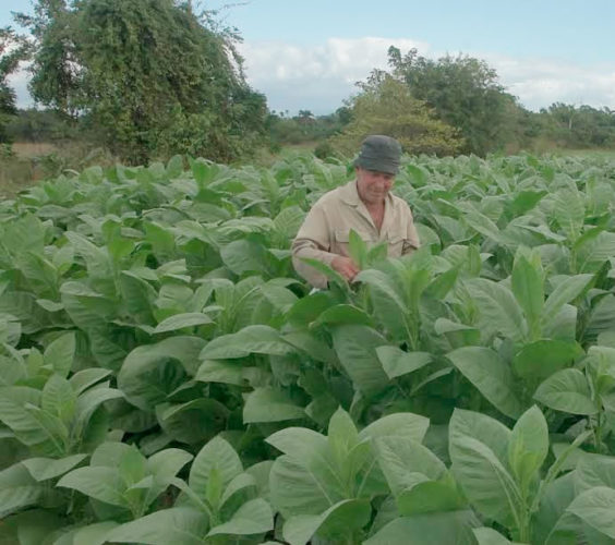 Las atenciones culturales al cultivo del tabaco deben cumplirse con rigor para asegurar el éxito de la campaña. Foto: Pedro Paredes Hernández