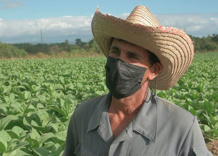 Juan Carlos Duarte Bencomo, es uno de los 162 productores que concluyeron su plan de siembra. Foto: Pedro Paredes Hernández