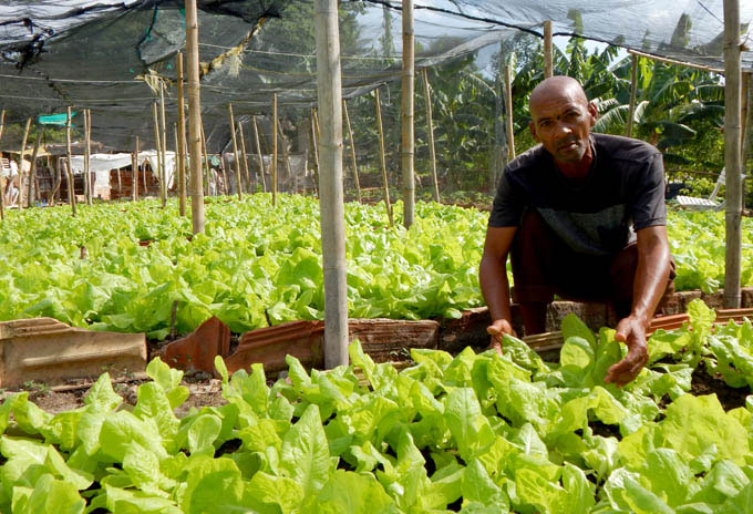 Foto: Carlos Vanegas Verdecia/lademajagua.cu