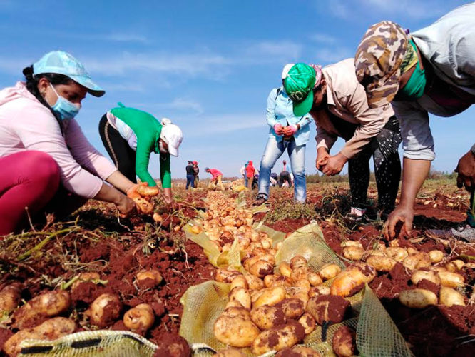 Las movilizaciones de apoyo a la producción de alimentos entre las prioridades este año de la CTC y los Sindicatos en Ciego de Ávila. Foto: José Luis Martínez Alejo