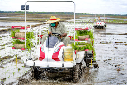 Continúa empresa Fernando Echenique siembra de arroz de la campaña de frío