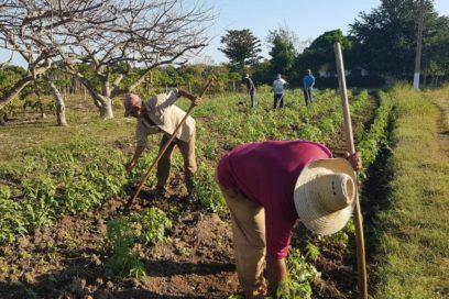Camagüeyanos celebran aniversario 83 de la CTC aportando a la producción de alimentos