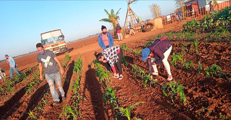 El escarde en plantaciones de maíz entre las prioridades del trabajo voluntario en Ciego de Ávila. Foto: Yanara Quintero