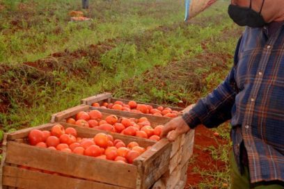 Tomate perdido: un guión que no termina