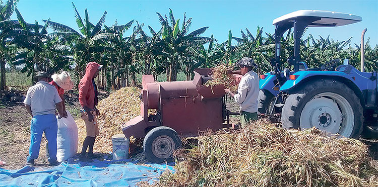 El autoabastecimiento municipal apuesta también por diversificar producciones, y en El Alambre, en San Luis, se estimula la siembra, cosecha y beneficio del frijol. Foto: Betty Beatón Ruiz