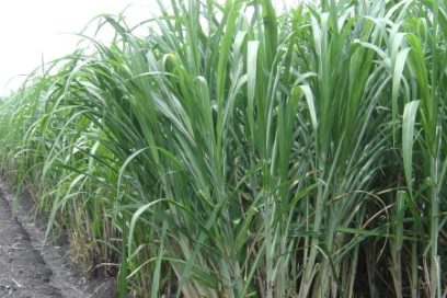 Analizan compleja situación de la zafra azucarera