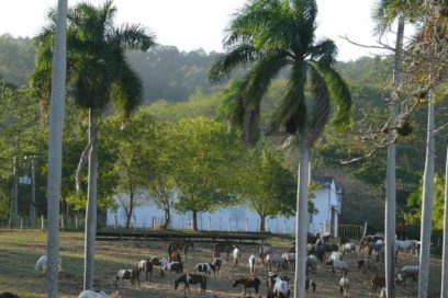 Desarrollo equino y turismo en finca de Cuba
