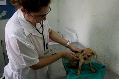 La voluntad de garantizar el bienestar animal en Cuba