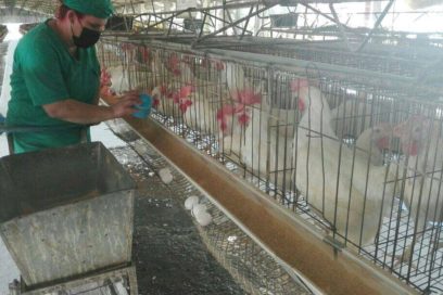 Con orgullo desfilarán los avicultores espirituanos este Primero de Mayo