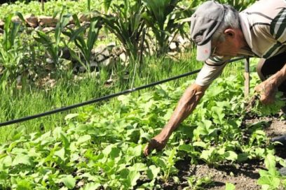 Impulsa el CITMA proyectos a favor de la soberanía alimentaria