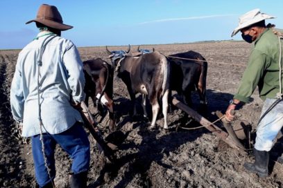 Desde el surco la defensa del azúcar  