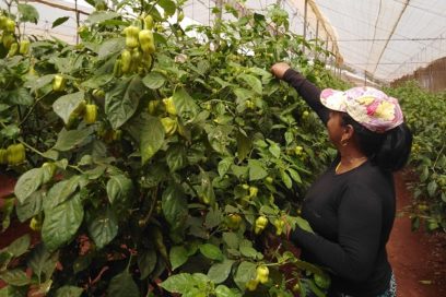 Ciego de Ávila: Los mejores de la emulación sindical