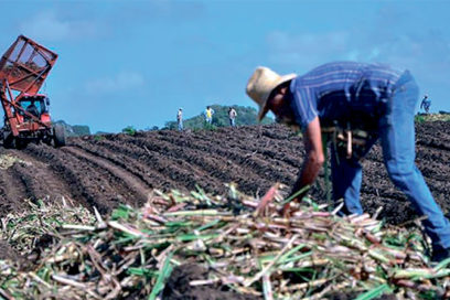 Cuba necesita una respuesta en la zafra