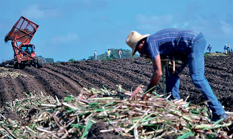 El colectivo de trabajadores de la empresa agroindustrial 14 de Julio, de Cienfuegos, es el primero del país en cumplir el plan de producción. Foto: Tomada de ACN