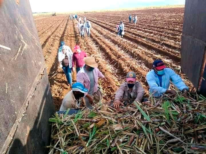 Potenciar las labores integrales a la caña resulta fundamental para una provincia eminentemente agrícola como Ciego de Ávila, donde la campaña de siembra de la gramínea marcha con atraso por los incumplimientos de la zafra azucarera que imposibilitan liberar plantaciones previstas para demolición que se programaron a cultivar entre enero y abril del presente año. Foto: Sulema Véliz Pina